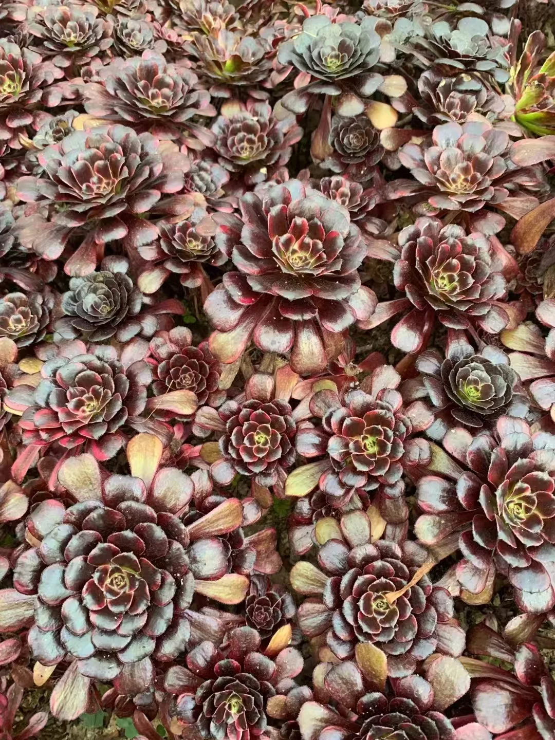 plant Aeonium Echeveria Haworthia  Caudex  Lithops Cactus  Agave 