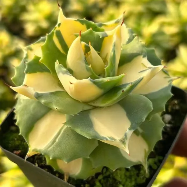 642.  Agave potatorum var. verschaffeltii 'Medio-picta'   has roots 3-4cm /Agave plants  /Succulent plants/ Garden landscape / Carefully select healthy plants