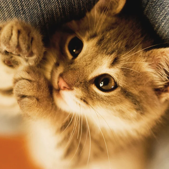 Diamond Painting - Full Round/Square Drill - Cat(30*30 - 50*50cm)