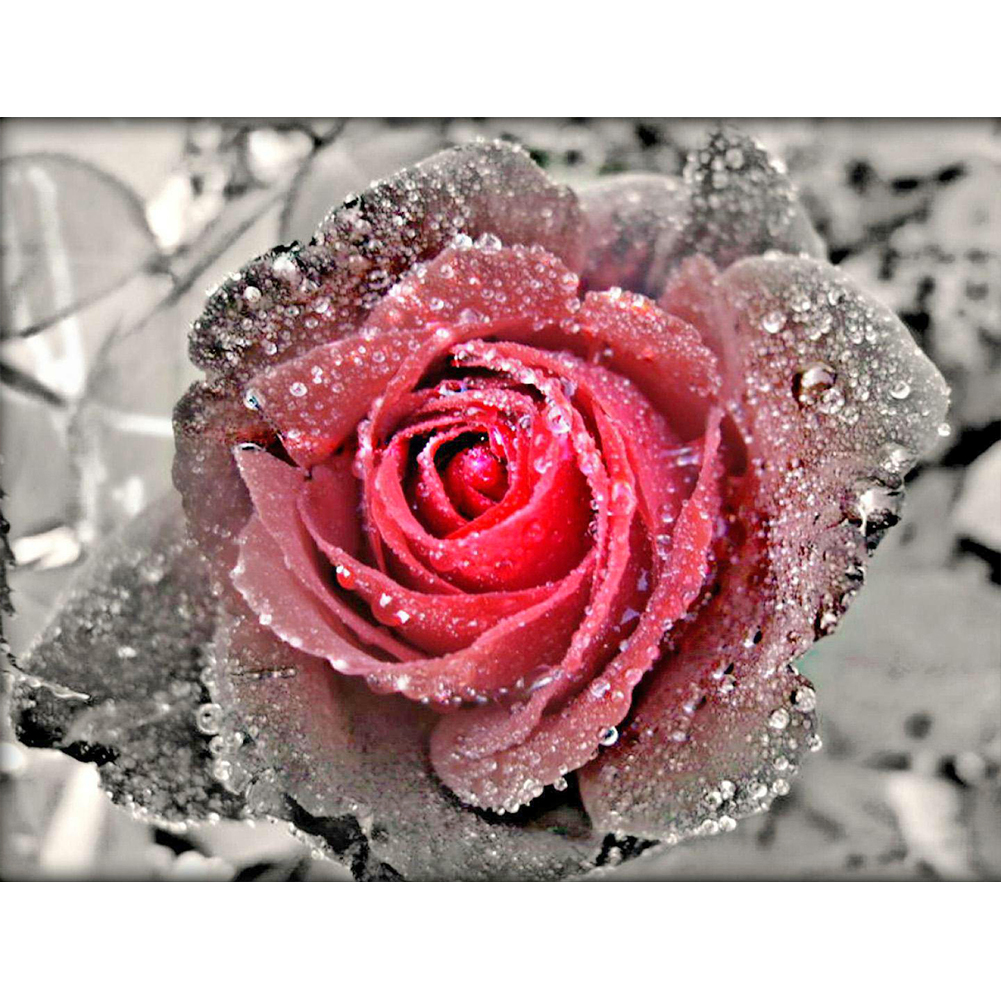 

Pink Rose - Round Drill Diamond Painting - 40*30CM, 501 Original