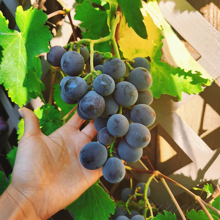 Kyoho Grape🍇Seeds