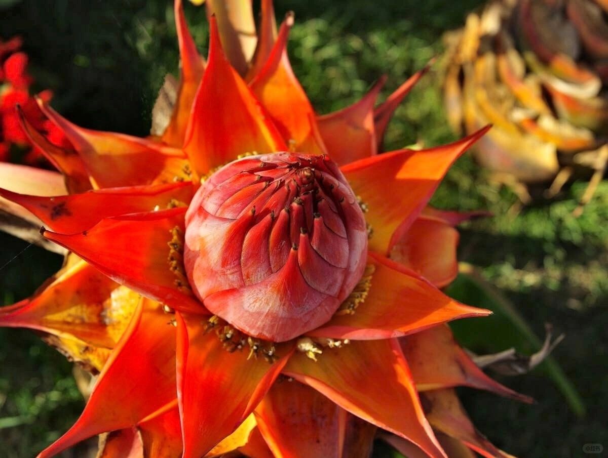 Golden Red Lotus Seeds: Embrace Tranquility with Every Bloom 🌸
