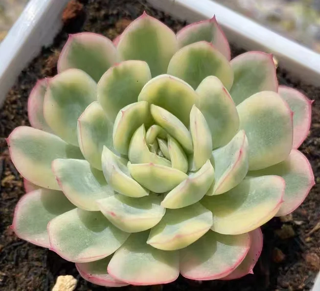 plant Aeonium Echeveria Haworthia  Caudex  Lithops Cactus  Agave 