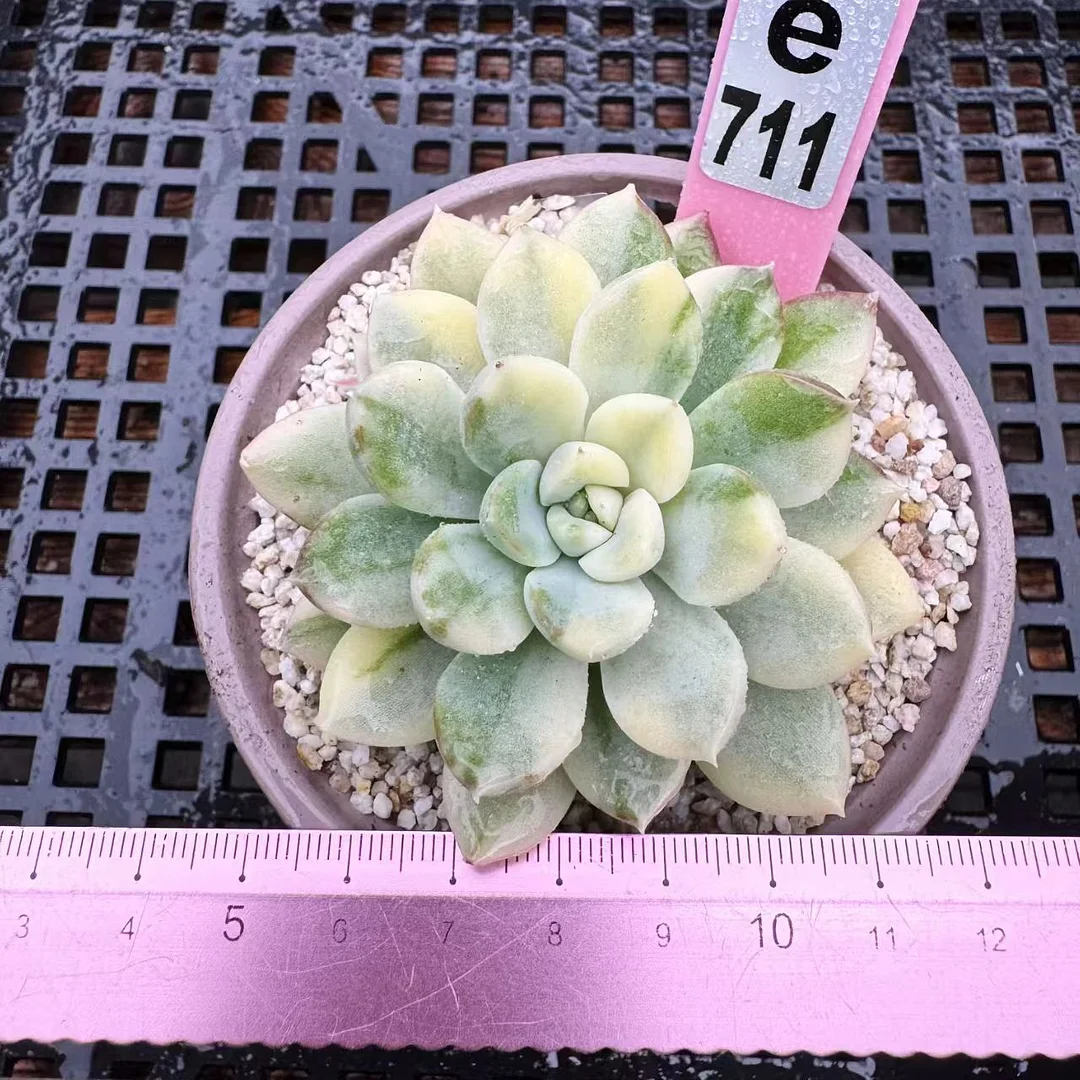 plant Aeonium Echeveria Haworthia  Caudex  Lithops Cactus  Agave 