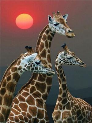 Animal Giraffe Paint By Numbers Kits UK For Adult Y5700