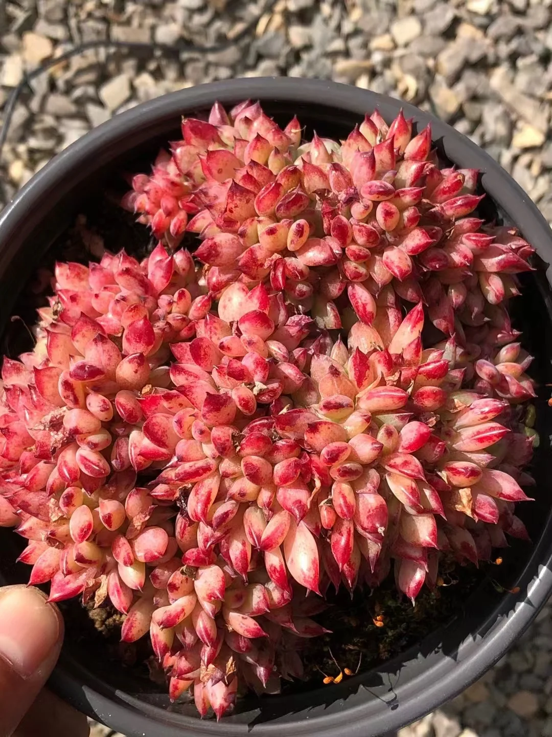 plant Aeonium Echeveria Haworthia  Caudex  Lithops Cactus  Agave 