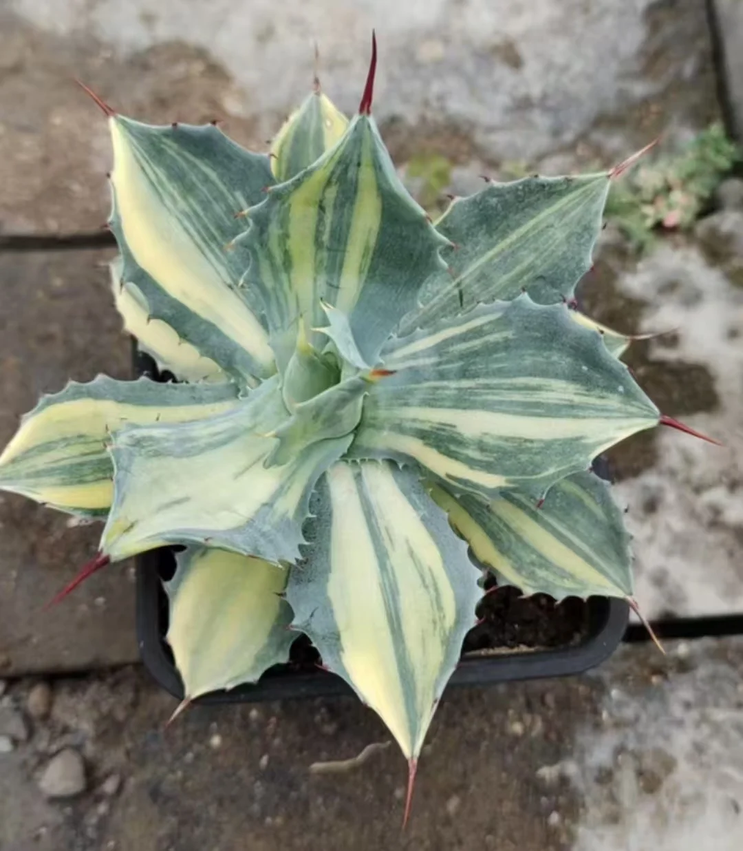 1034.Agave Isthmensis mediopicta/Agave plants / Succulent plants / Garden landscape / Carefully select healthy plants