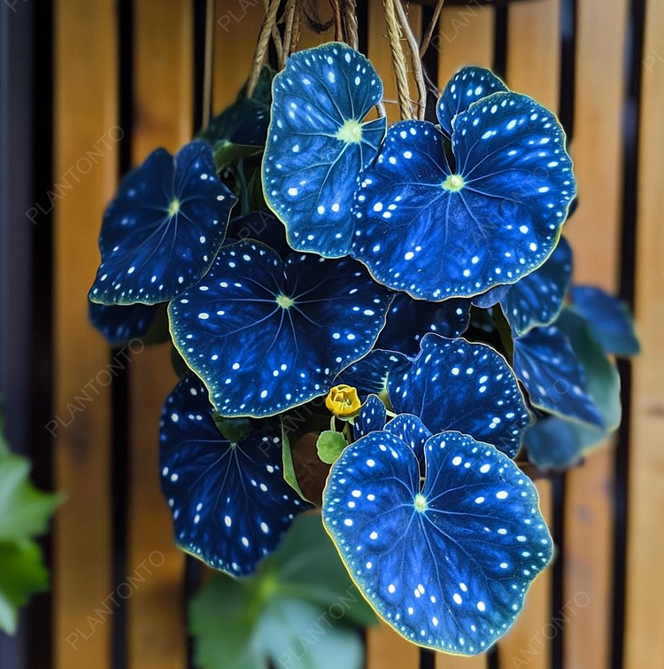 Starry Begonia Seeds