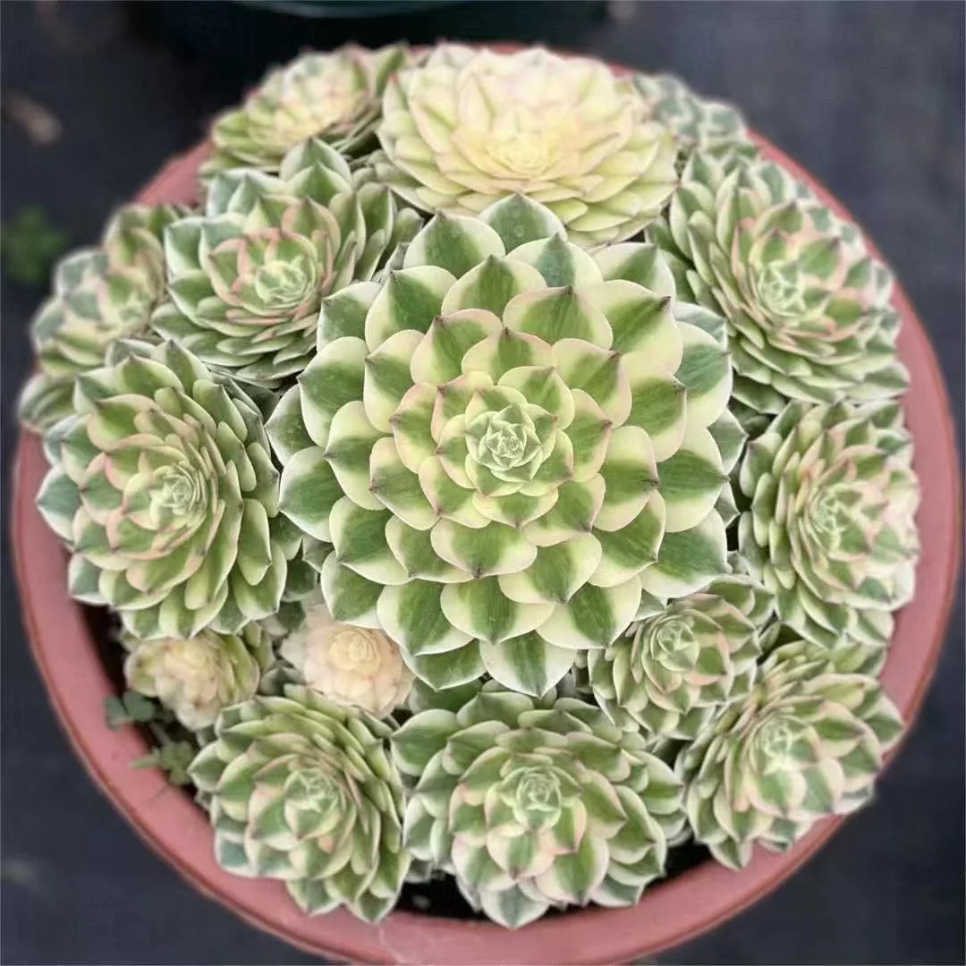 1039. Elizabeth cluster 18-22cm /Aeonium cluster/Aeonium plants/Succulent plants / Garden landscape / Carefully select healthy plants