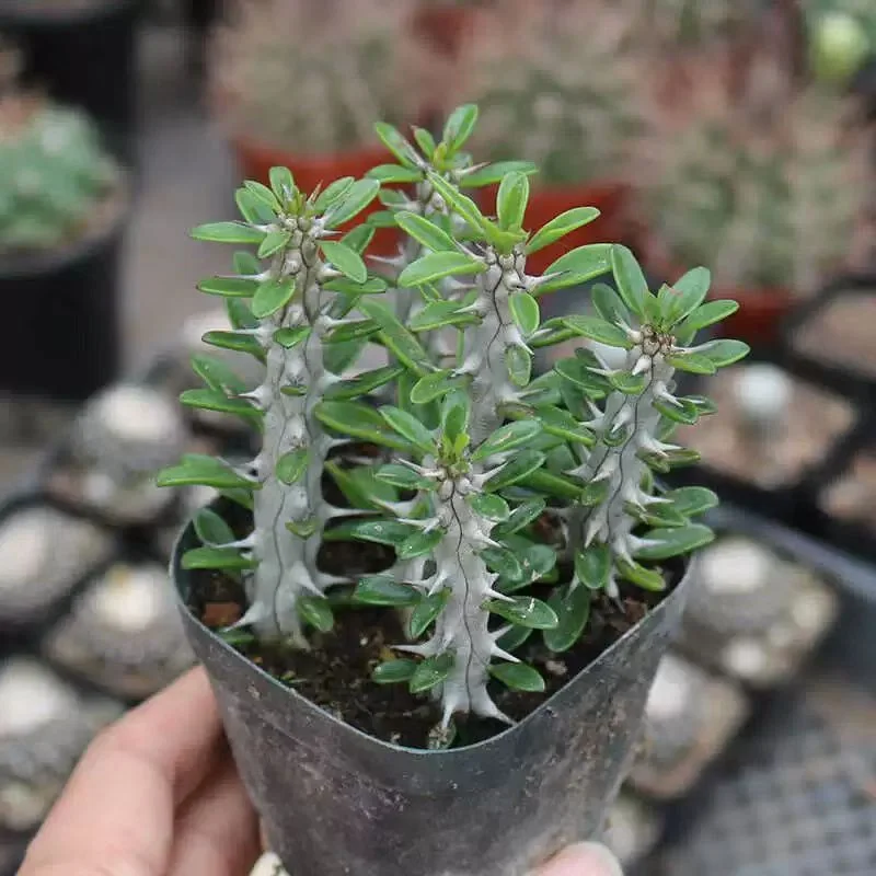 1087. Alluaudia procera 9-10cm height/ Caudex /  Succulent plants / Garden landscape / Carefully select healthy plants