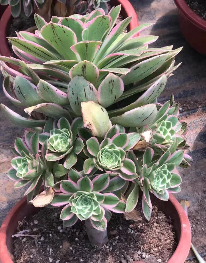 plant Aeonium Echeveria Haworthia  Caudex  Lithops Cactus  Agave 