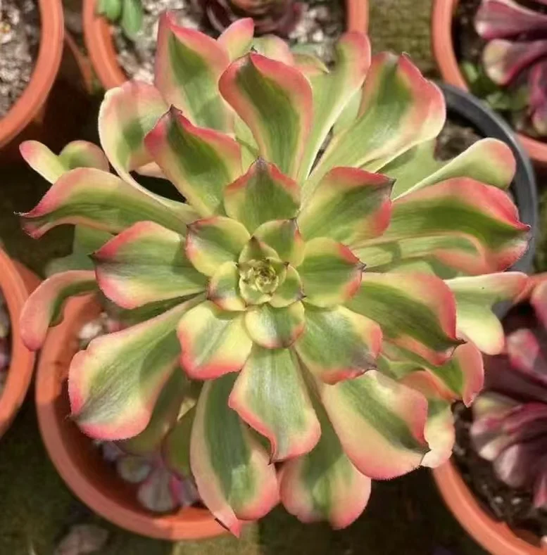 567. Pink wu tian ji single head and cutting /Aeonium single head and cutting/Aeonium plants / Succulent plants / Garden landscape / Carefully select healthy plants
