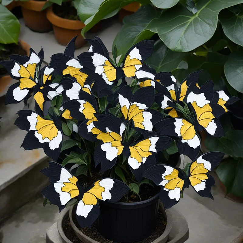 Moonlight Butterfly Begonia - Yellow-White-Black