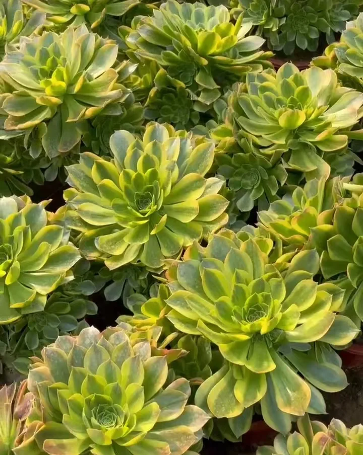 plant Aeonium Echeveria Haworthia  Caudex  Lithops Cactus  Agave 