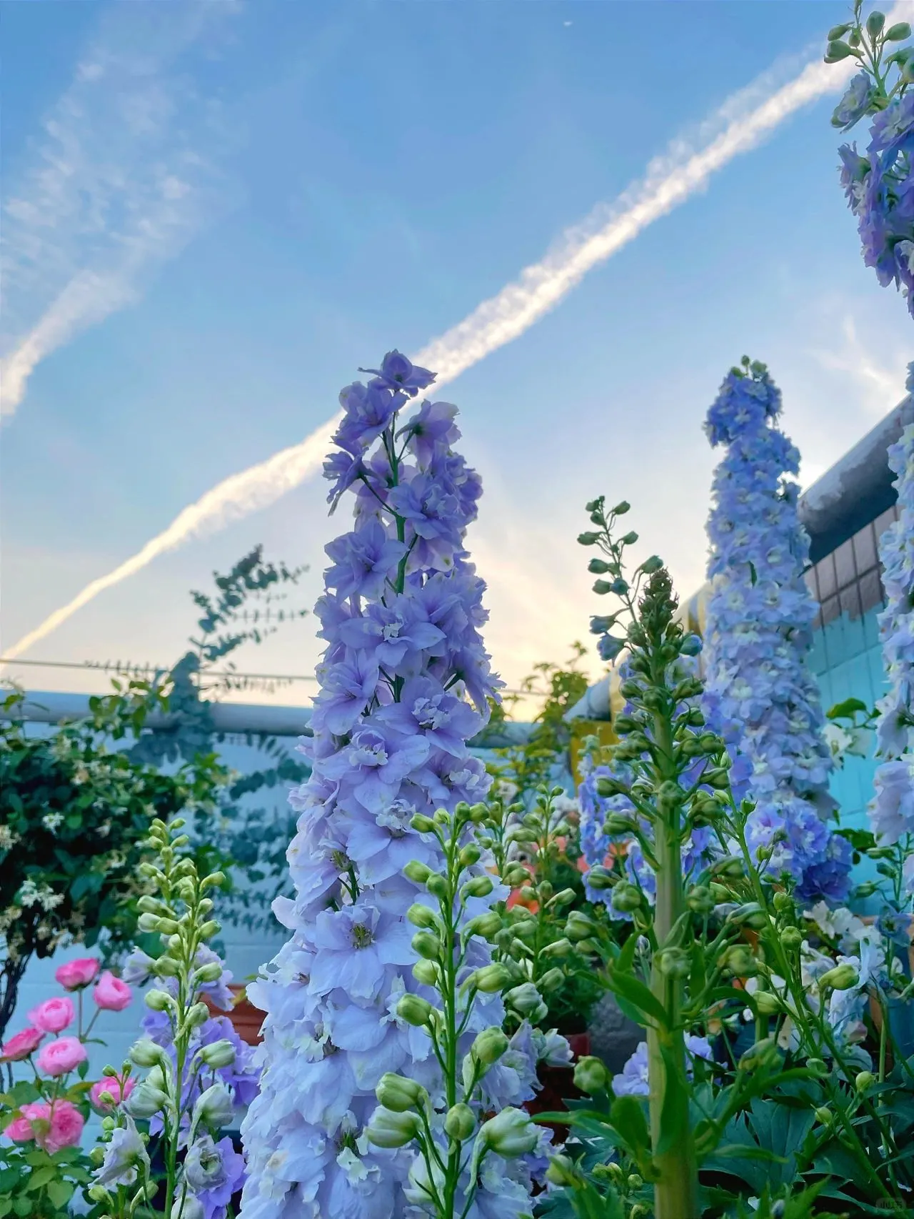 Delphinium Seeds-Mixed 7 Colors