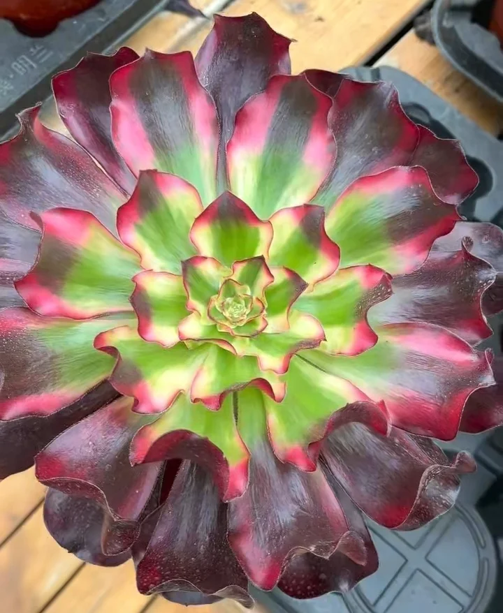   144. Voodoo white brocade   single head and cutting / Aeonium / Succulent plants / Garden landscape / Carefully select healthy plants