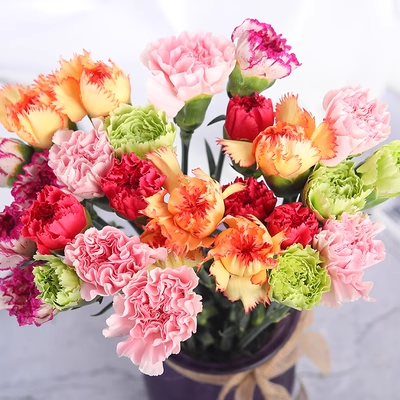 🌼Multi-Colored Carnation Seeds-Pure Love