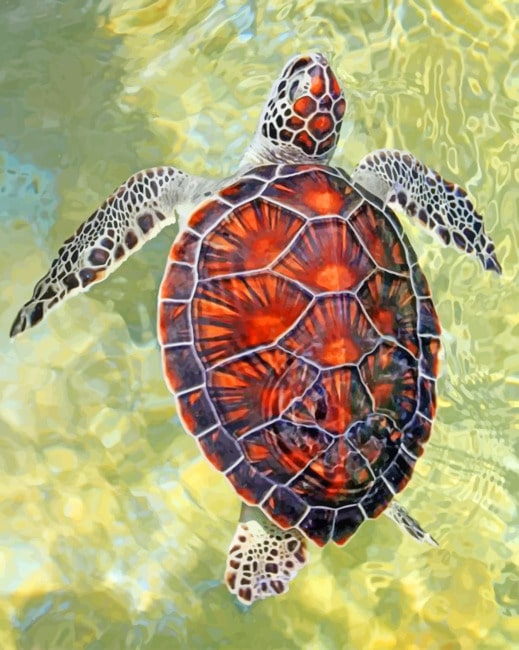 

Ocean Turtle – Paint By Numbers - 40*50CM, 501 Original