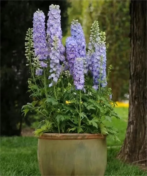 Delphinium Seeds-Mixed 7 Colors