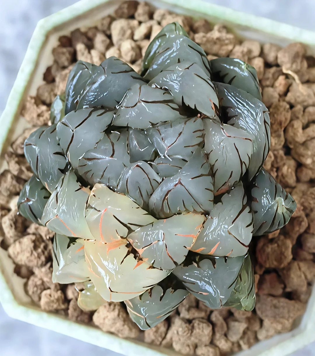 plant Aeonium Echeveria Haworthia  Caudex  Lithops Cactus  Agave 