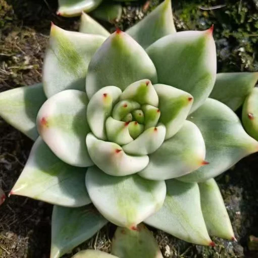 743.   Aike Soul var. single head 5-6cm / Echeveria / Succulent plants / Garden landscape / Carefully select healthy plants