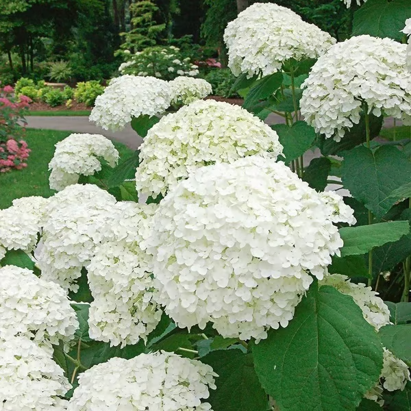 🔥 Limited Edition! Red, White & Blue Hydrangeas for America’s 250th 🇺🇸