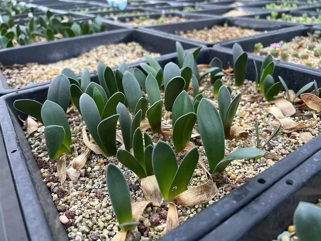 plant Aeonium Echeveria Haworthia  Caudex  Lithops Cactus  Agave 