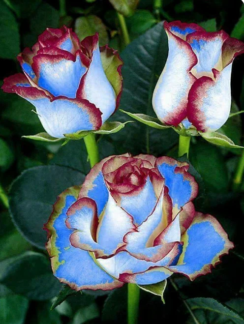 Ice Rose