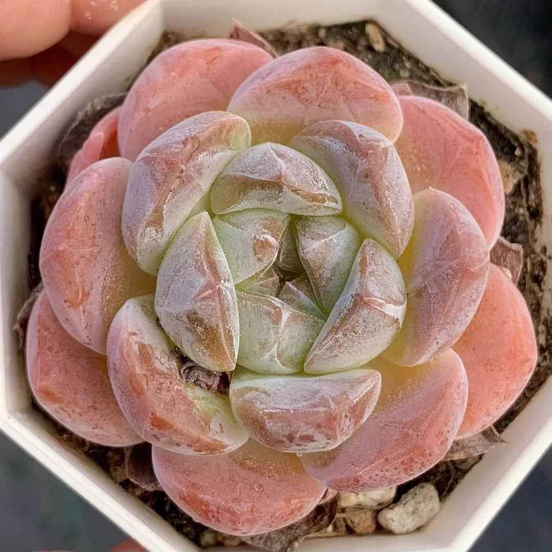 plant Aeonium Echeveria Haworthia  Caudex  Lithops Cactus  Agave 