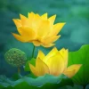10 Pcs/ Bag Lotus Flower Mini Lotus Bonsai Aquatic Plants Bowl Lotus Water Lily Flores Perennial Plant For Home & Garden Decor