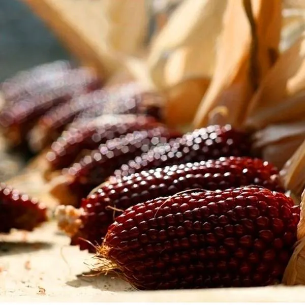 🍓&🌽Strawberry Corn seeds - 2023 popular seeds