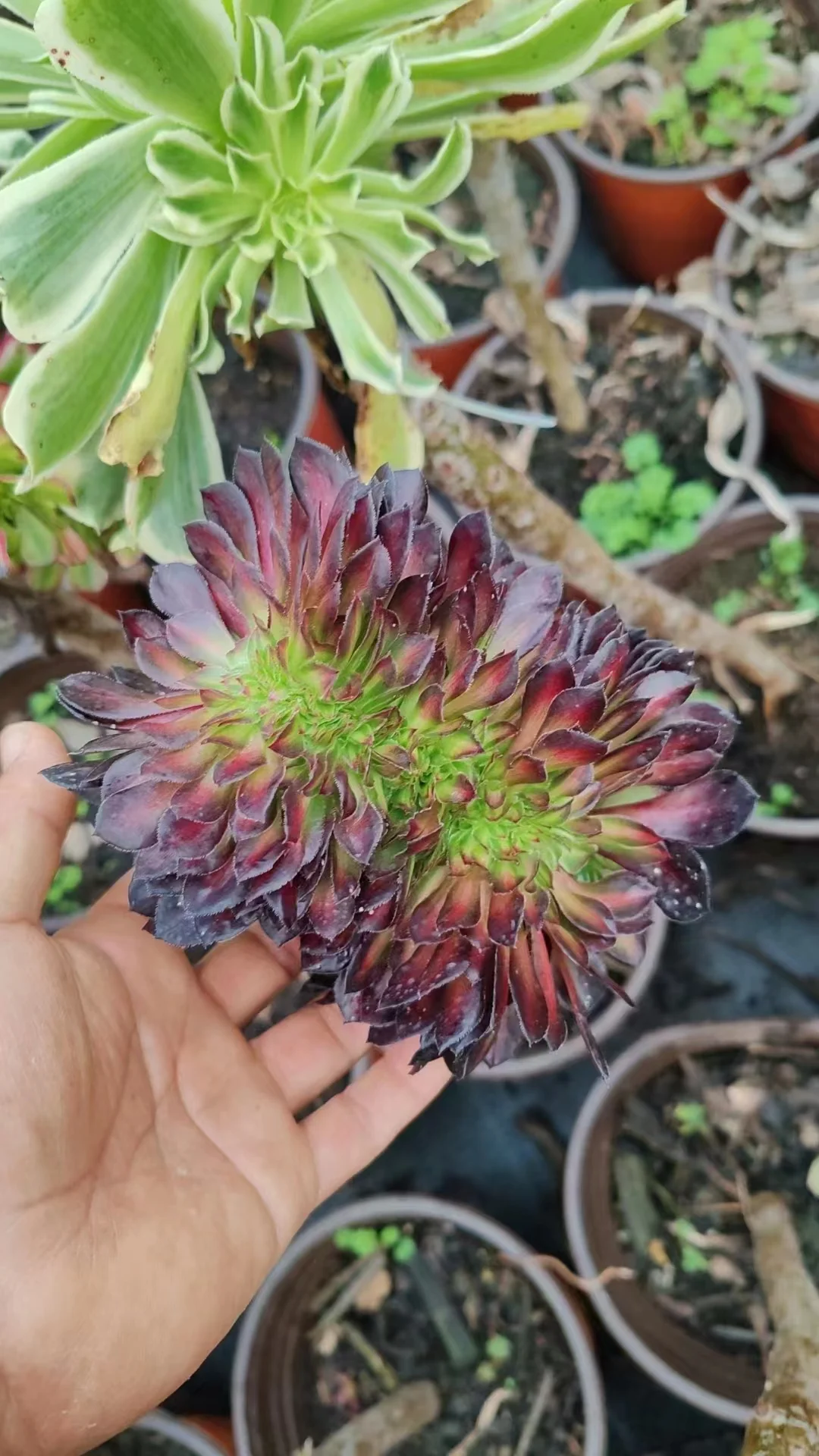 plant Aeonium Echeveria Haworthia  Caudex  Lithops Cactus  Agave 