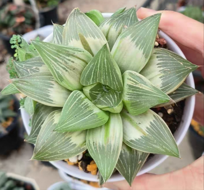 plant Aeonium Echeveria Haworthia  Caudex  Lithops Cactus  Agave 