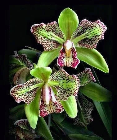 🦋Iris butterfly seeds