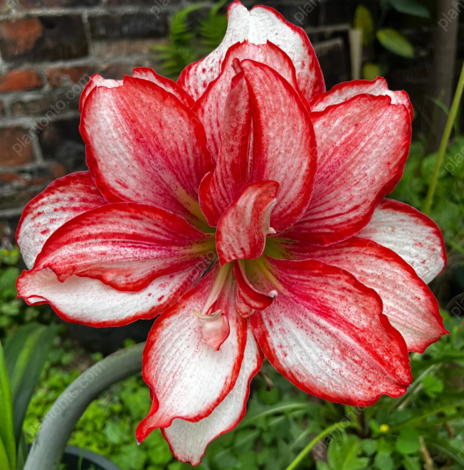 Amaryllis Seeds-Rare Amaryllis Family Balcony Garden Planting Jonyparkseed®