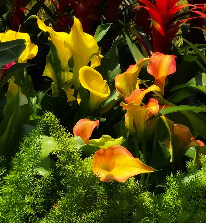 Calla Lily Bulbs – The Magical Bloom That Never Fails