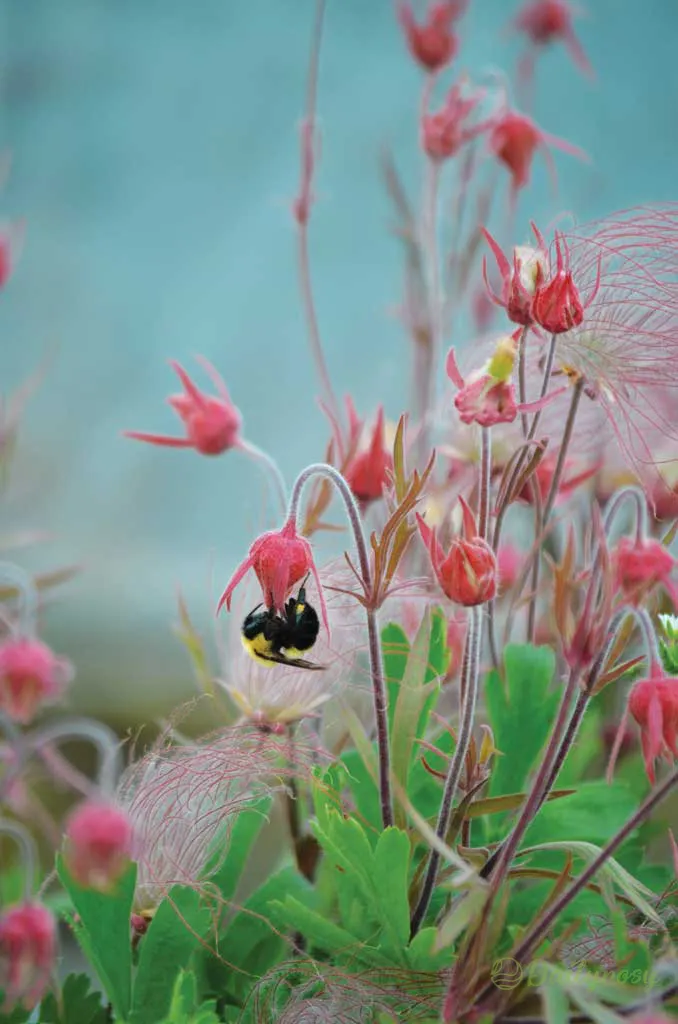 Prairie Smoke Flower Seeds
