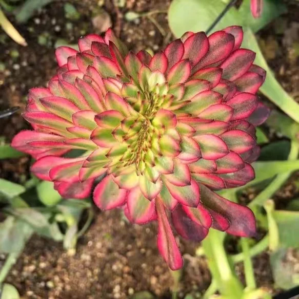 plant Aeonium Echeveria Haworthia  Caudex  Lithops Cactus  Agave 