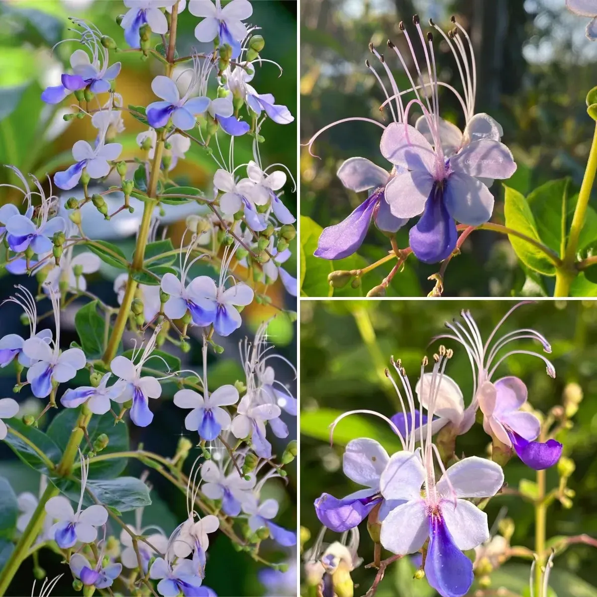 🌌 Blue Butterfly Flower Seeds – Bring the sky into your garden!