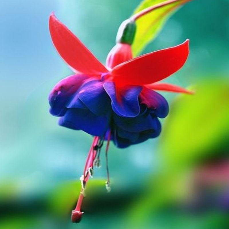 🧚🏼Fuchsia Flowers Seeds-Dancing Elf🪴Bonsai