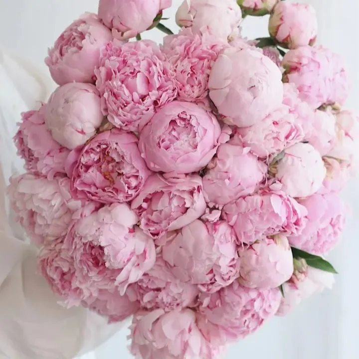 Colorful Peony Flower-Over 7 Colors