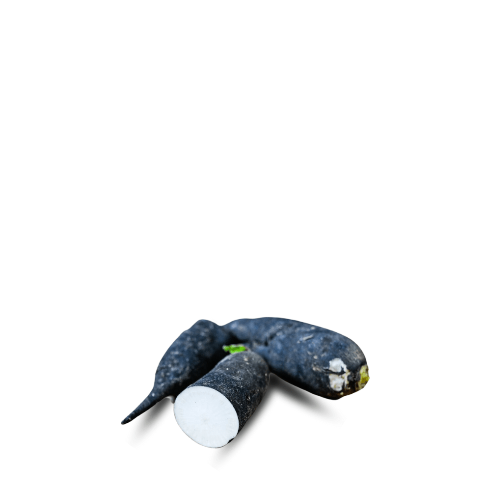 Heirloom Turnip Seeds ( Shaljam ) - Negro azucarado