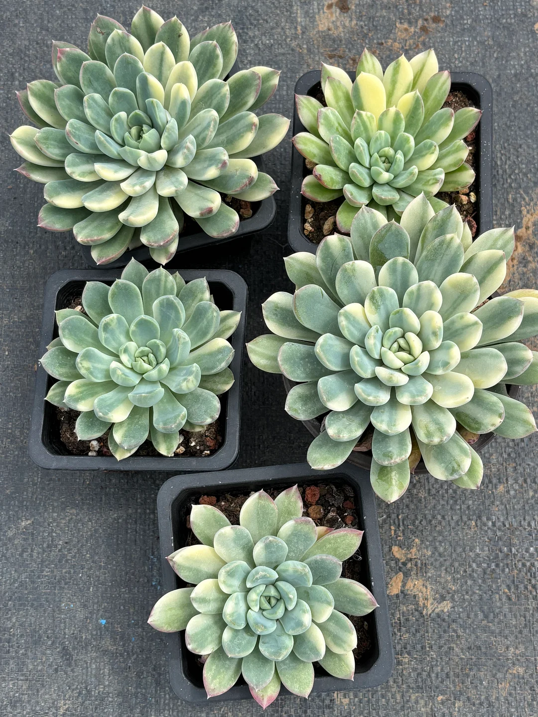 plant Aeonium Echeveria Haworthia  Caudex  Lithops Cactus  Agave 