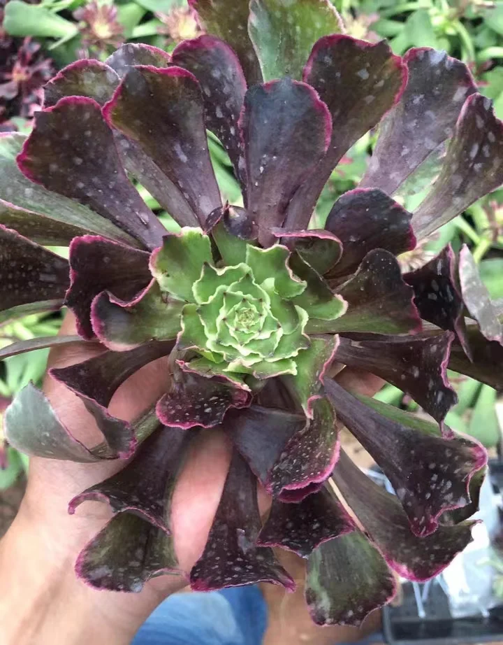 plant Aeonium Echeveria Haworthia  Caudex  Lithops Cactus  Agave 