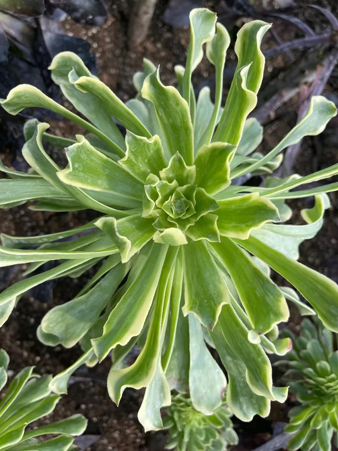 plant Aeonium Echeveria Haworthia  Caudex  Lithops Cactus  Agave 