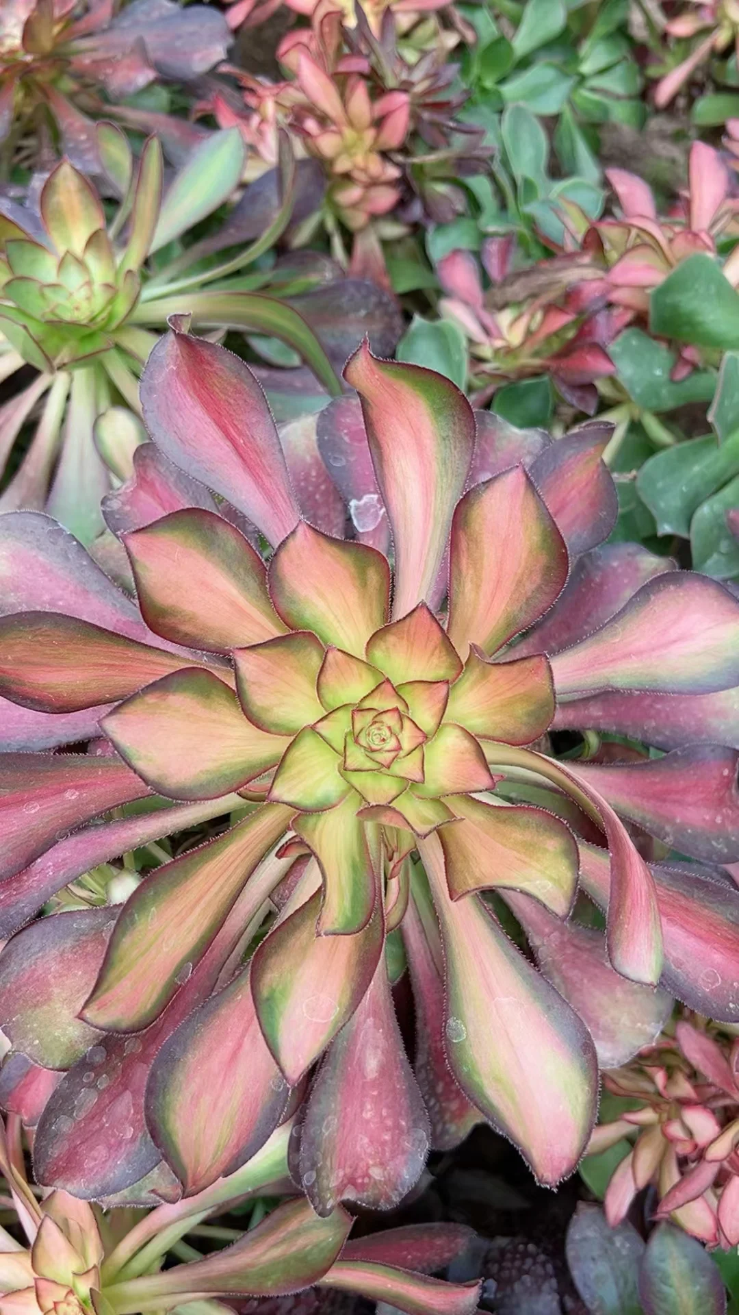 plant Aeonium Echeveria Haworthia  Caudex  Lithops Cactus  Agave 