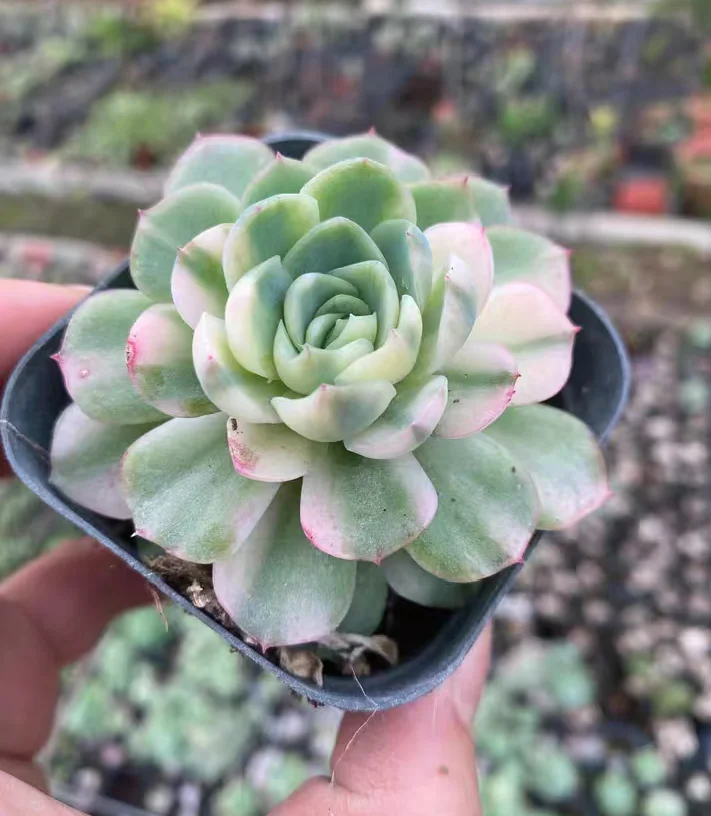 plant Aeonium Echeveria Haworthia  Caudex  Lithops Cactus  Agave 