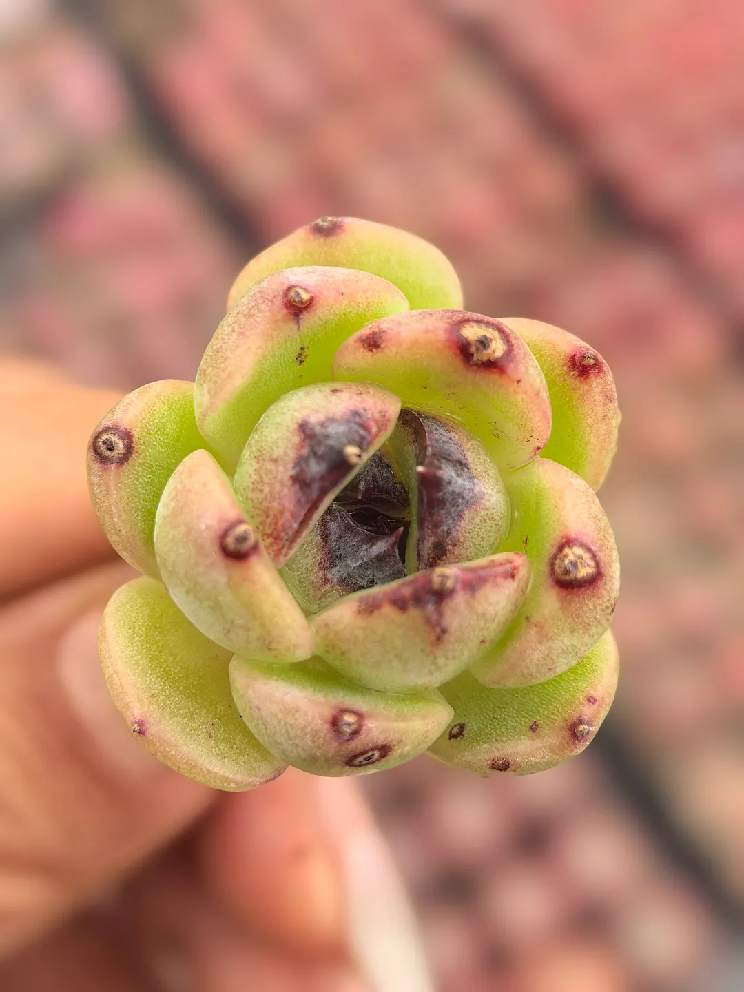 plant Aeonium Echeveria Haworthia  Caudex  Lithops Cactus  Agave 