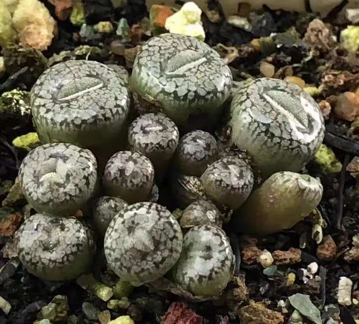 plant Aeonium Echeveria Haworthia  Caudex  Lithops Cactus  Agave 