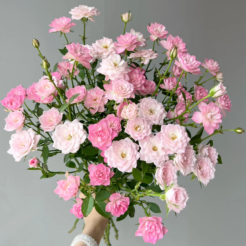 ⭐Perennial Rose Miniature 'Stars'💐